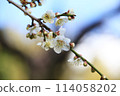 white plum blossom 114058202
