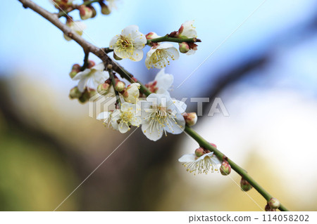 white plum blossom 114058202