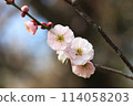 Plum blossoms telling the arrival of spring 114058203