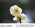white plum blossom 114058204