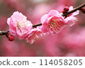 Pink plum blossoms with a beautiful background 114058205