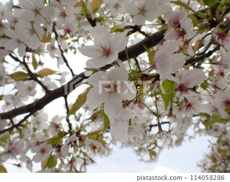 Japanese Cherry Blossoms [Somei Yoshino] 114058286