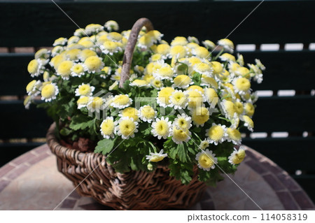 可愛的母菊小花種植在籃子裡 114058319