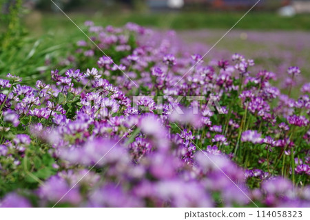 A full-bloomed astragalus field A full-bloomed astragalus field 114058323