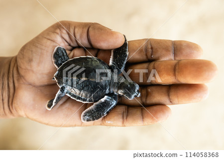 Newborn sea turtle on human palm. 114058368