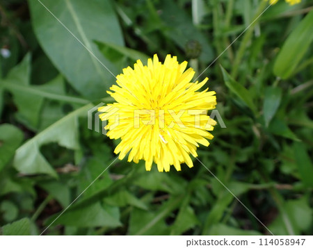 Flowers blooming in spring [Dandelion] 114058947