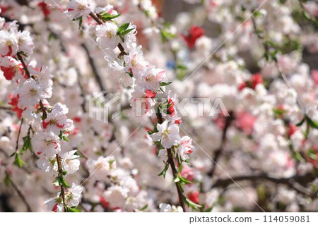 春天大內客棧 114059081