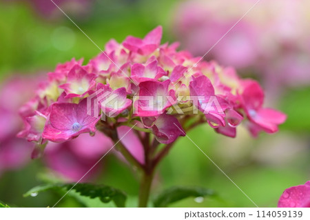 繡球花 植物 植物學 114059139