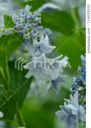 繡球花 植物 植物學 114059202