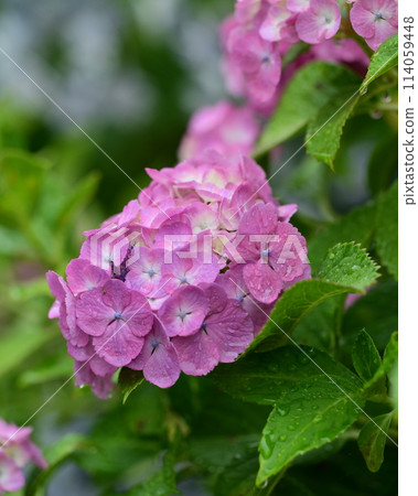 Beautiful hydrangea (with water droplets) Recommended for the rainy season 114059448