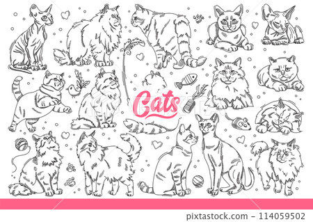 Domestic cats different breeds in different poses, resting or hunting for toys. Hand drawn doodle. Domestic cats different breeds in different poses, resting or hunting for toys. Hand drawn doodle. 114059502