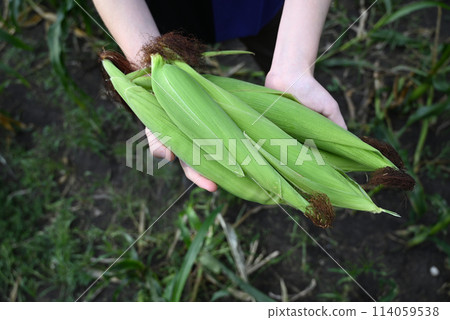 Close-up of green husked ear of corn in field Close-up of green husked ear of corn in field 114059538