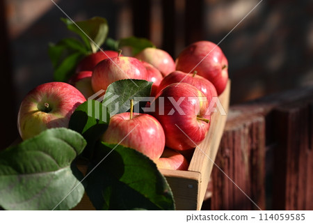 box of fresh apples on a wooden table in a garden box of fresh apples on a wooden table in a garden 114059585