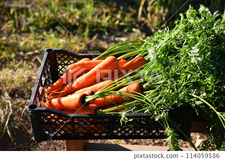 Basket with fresh carrots. Harvesting. 114059586