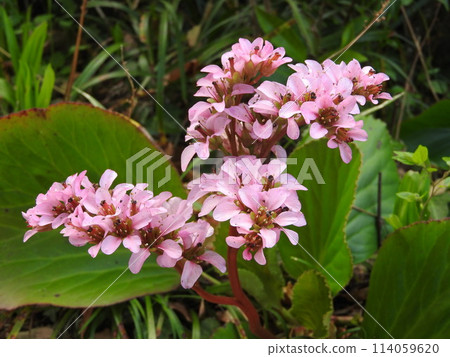 Himalaya Yukinoshita Himalaya Yukinoshita 114059620