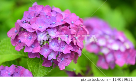 雨季（有雨滴的繡球花） 114059631