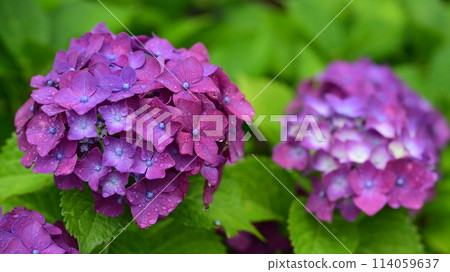 Rainy season (hydrangea with raindrops) Rainy season (hydrangea with raindrops) 114059637