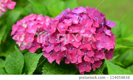 Rainy season (hydrangea with raindrops) 114059638