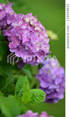 雨季（有雨滴的繡球花） 114059655