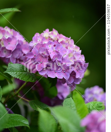 雨季(有雨滴的繡球花) 雨季(有雨滴的繡球花) 114059657