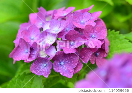 雨季（有雨滴的繡球花） 114059666