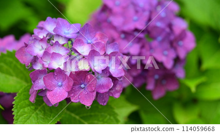 雨季(有雨滴的繡球花) 雨季(有雨滴的繡球花) 114059668