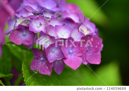 雨季（有雨滴的繡球花） 114059689