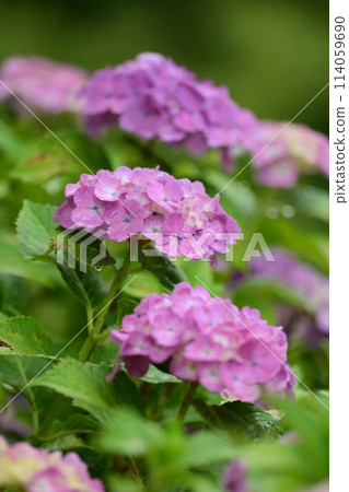 Rainy season (hydrangea with raindrops) Rainy season (hydrangea with raindrops) 114059690