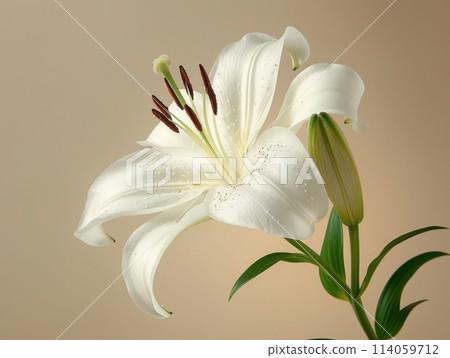 Stargazer lily in a bouquet of cut flowers on a background 114059712