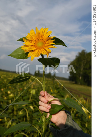 background made of beautiful yellow sunflowers 114059903
