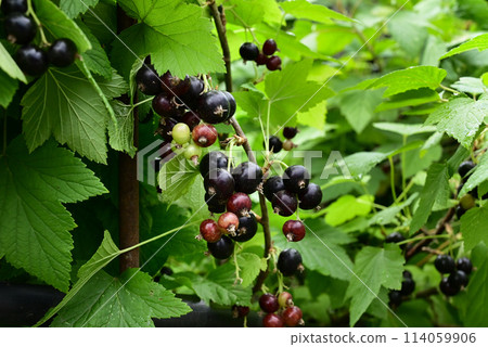 ripe black currant in a garden on a green background 114059906