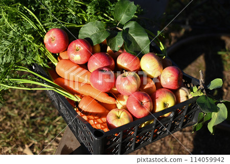box of fresh apples and carrote on a wooden table in a garden 114059942