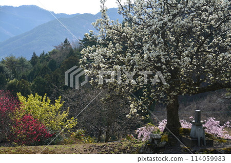 A mountain village where pear blossoms bloom (Kagono, Kawahigashi, Mannou Town, Nakatado District, Kagawa Prefecture) 114059983