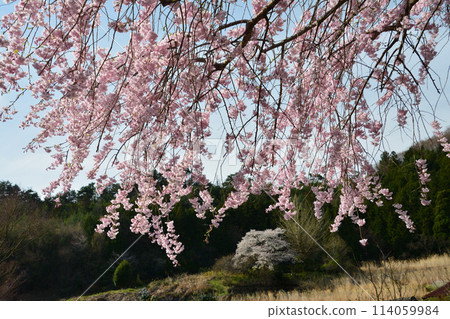 Cherry blossom-filled mountain village 4 (Kagono, Kawahigashi, Mannou Town, Nakatado District, Kagawa Prefecture) 114059984