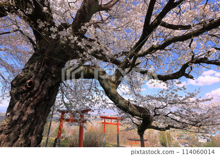 Cherry blossoms in full bloom at Misaki Shrine, a cherry blossom shrine built on a hill overlooking the Kofu Basin in Kamimiyaji, Minami-Alps City, Yamanashi Prefecture 114060014