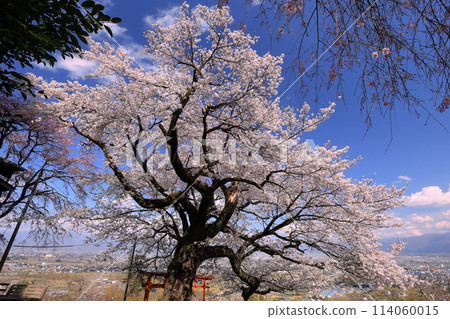 Cherry blossoms in full bloom at Misaki Shrine, a cherry blossom shrine built on a hill overlooking the Kofu Basin in Kamimiyaji, Minami-Alps City, Yamanashi Prefecture Cherry blossoms in full bloom at Misaki Shrine, a cherry blossom shrine built on a hill overlooking the Kofu Basin in Kamimiyaji, Minami-Alps City, Yamanashi Prefecture 114060015