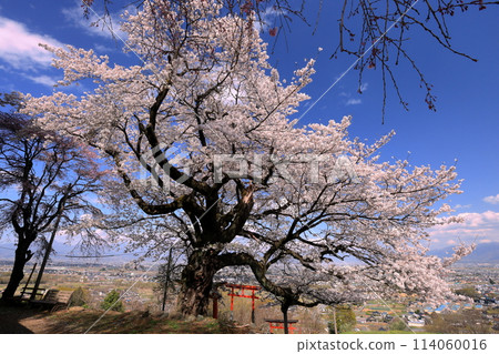 Cherry blossoms in full bloom at Misaki Shrine, a cherry blossom shrine built on a hill overlooking the Kofu Basin in Kamimiyaji, Minami-Alps City, Yamanashi Prefecture 114060016