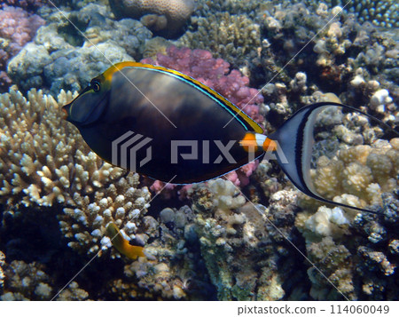Bluespine unicornfish from red sea Bluespine unicornfish from red sea 114060049