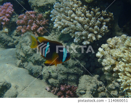 cmall clown fish in the Red sea 114060051