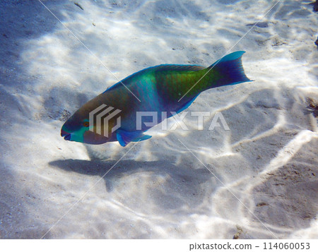 parrot fish from the egypt parrot fish from the egypt 114060053