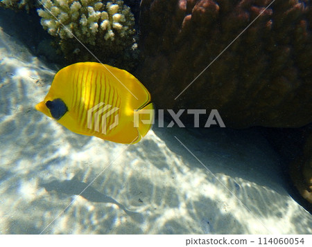 Bluecheek butterflyfish, Chaetodon semilarvatus 114060054