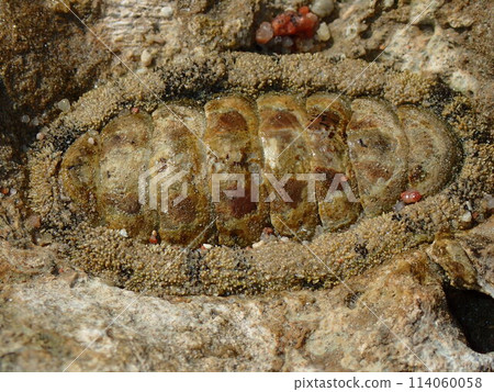 lepidochitona animal from the egypt beach lepidochitona animal from the egypt beach 114060058