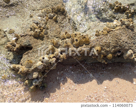 Cirripedia water animal from the Red Sea 114060073