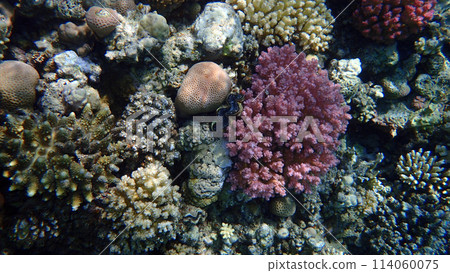 coral reef in Egypt, Makadi Bay coral reef in Egypt, Makadi Bay 114060075