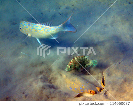 Bluespotted stingray (Taeniura lymma) Bluespotted stingray (Taeniura lymma) 114060087