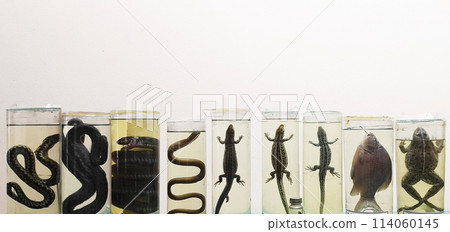 Animals in formaldehyde. Close-up reptiles, reptiles and amphibians in glass jars. Animal preparations filled with formaldehyde solution. Herpetology. Laboratory for study of snakes and other reptiles 114060145