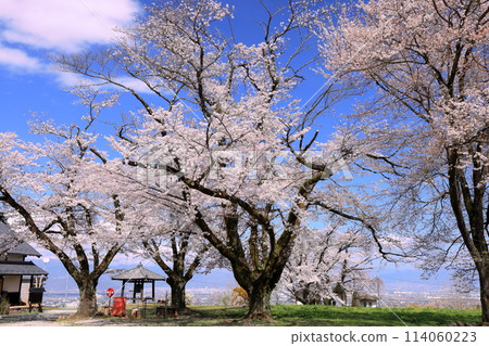 Cherry blossoms in full bloom in the grounds of Ogamiyama Denjiin Temple, located on a hill overlooking the Kofu Basin, Kamimiyaji, Minami-Alps City, Yamanashi Prefecture Cherry blossoms in full bloom in the grounds of Ogamiyama Denjiin Temple, located on a hill overlooking the Kofu Basin, Kamimiyaji, Minami-Alps City, Yamanashi Prefecture 114060223