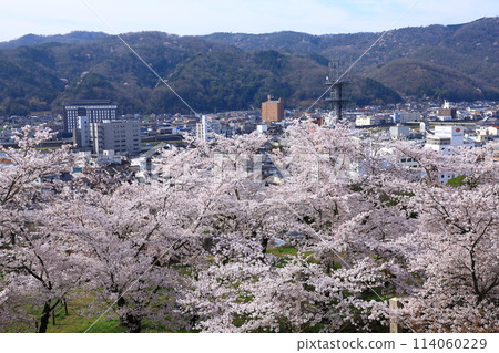View of Tsuyama city from Kakuyama Park with cherry blossoms in full bloom View of Tsuyama city from Kakuyama Park with cherry blossoms in full bloom 114060229