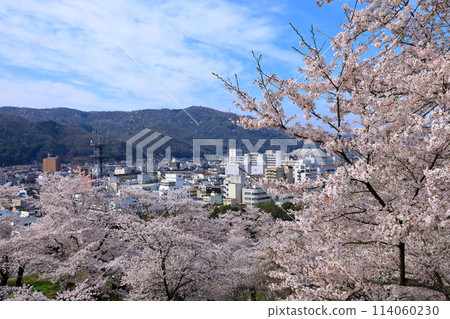 View of Tsuyama city from Kakuyama Park with cherry blossoms in full bloom 114060230