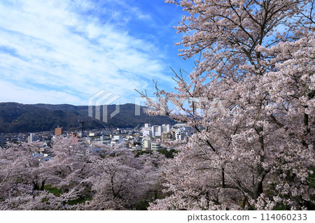 從鶴山公園眺望櫻花盛開的津山市街景 114060233